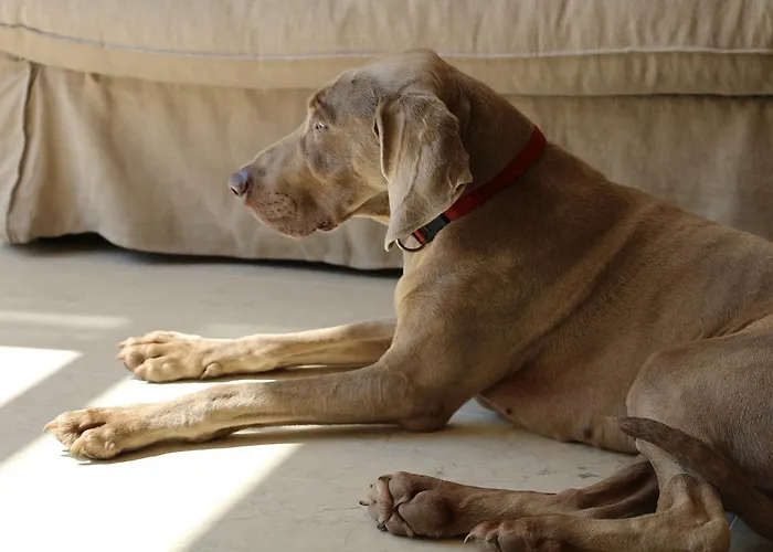 Rambaldi Casa Nr 5 バルドリーノ